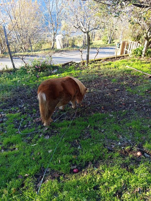 Pônei castanho meigo e docil