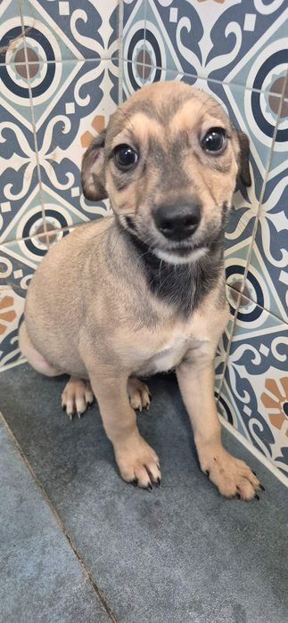 Szczeniaki chłopczyki około 3 miesiące