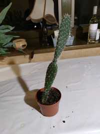 Kaktus Opuncja ozdoba