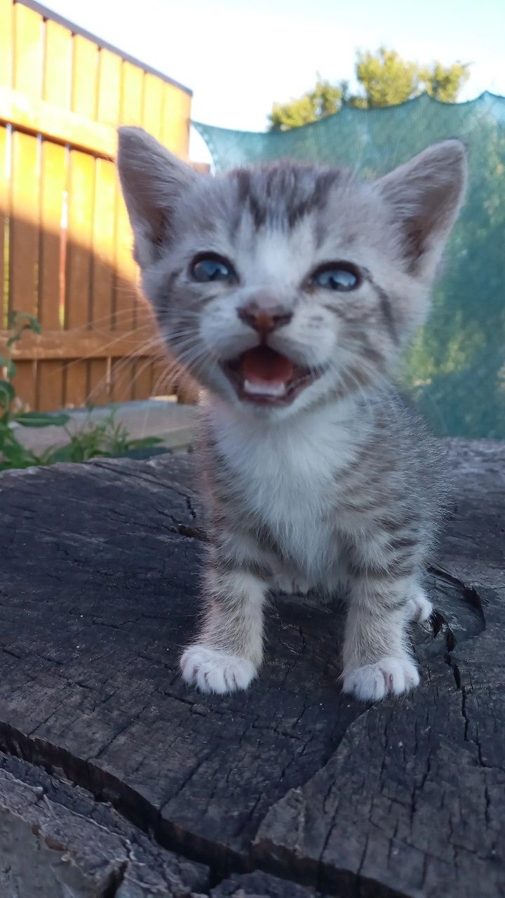 Кошенята дівчинка та хлопчик