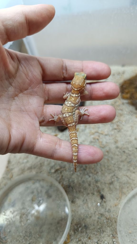 Paroedura picta - Gekon madagaskarski- urocze samczyki (stripe i amel)