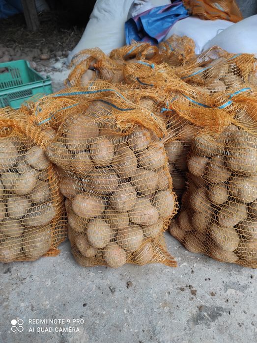 Ziemniaki Belaroza , tajfun