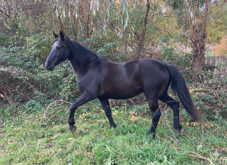 Na sprzedaż: ogier śląski TOREZ (1 rok)
