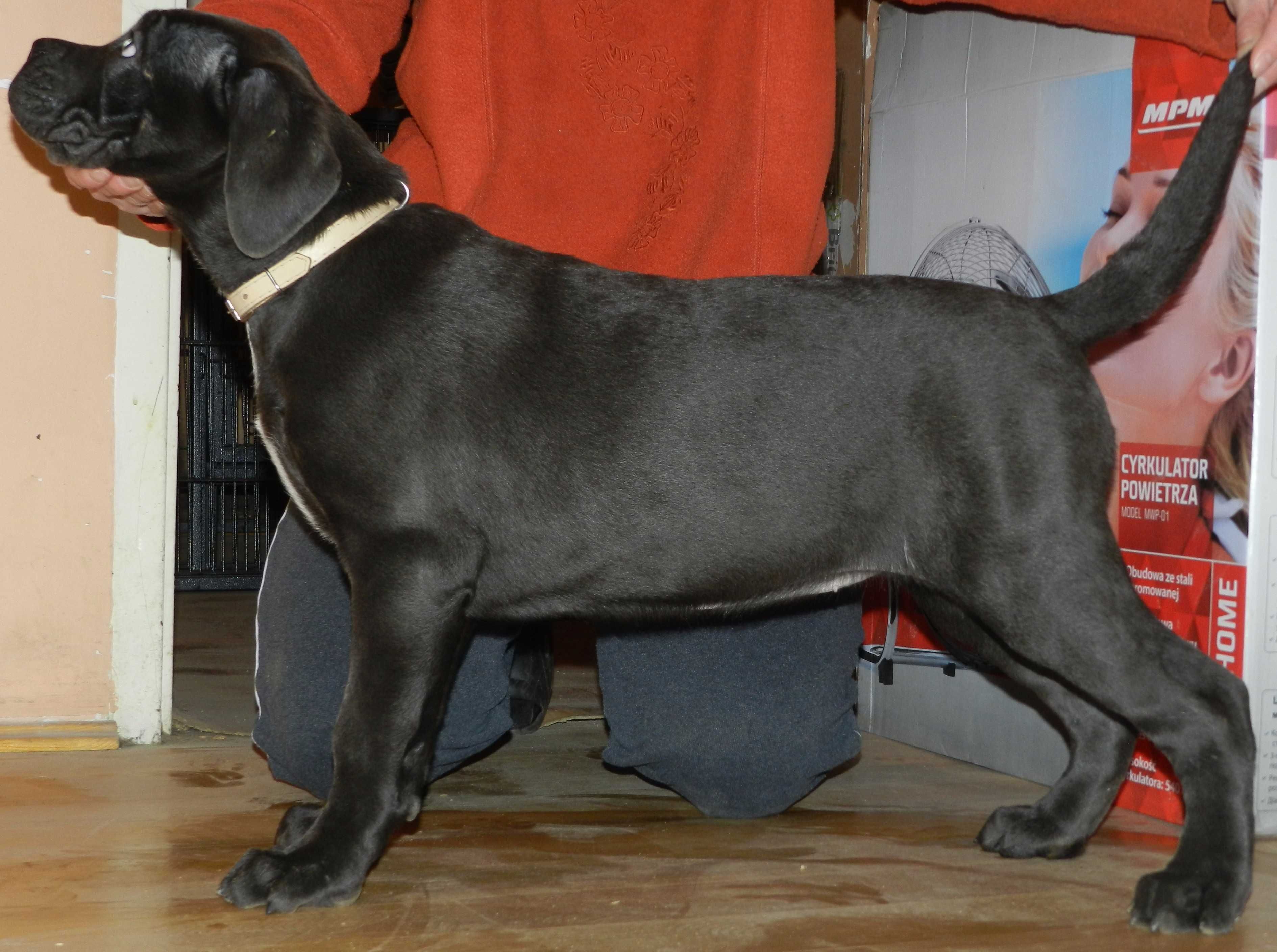 Cane corso czarne szczenie FCI (ZKwP)