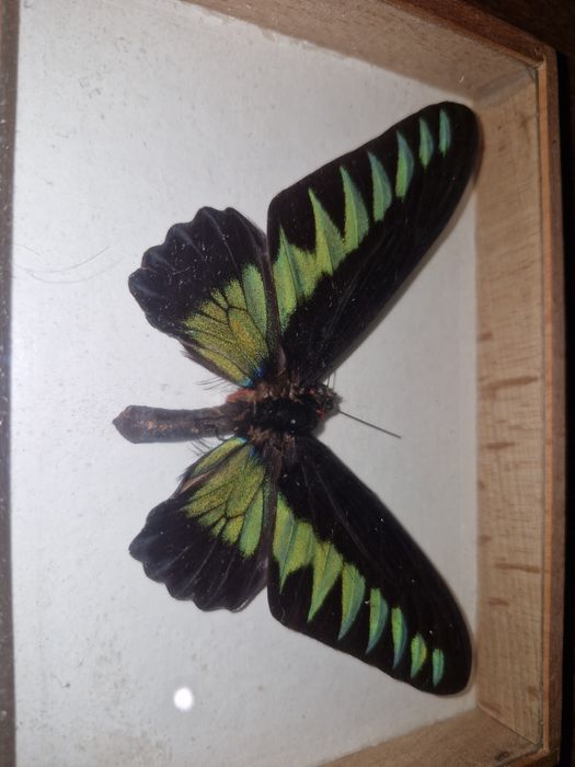 Trogonoptera brookiana z Malezji. Motyle w ramce