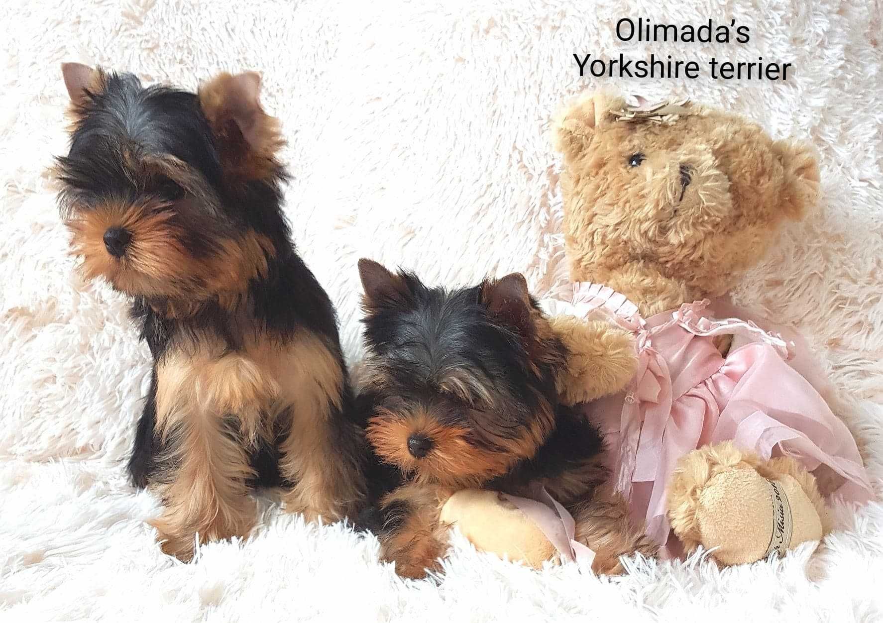 York, Yorkshire terrier - ZKwP (FCI) GWARANCJA pochodzenia rasy !