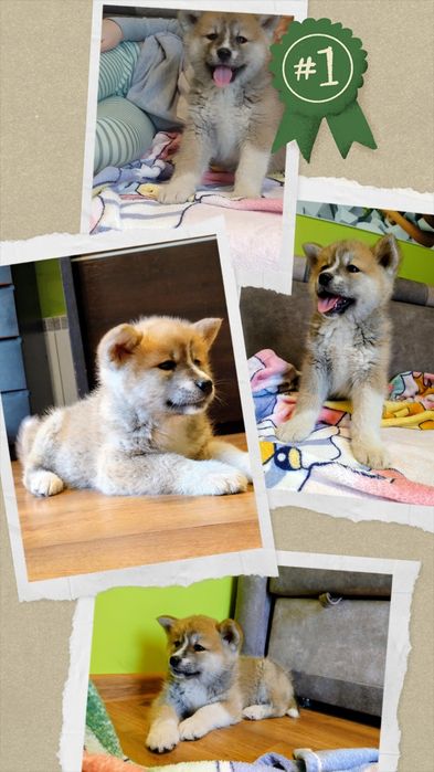 Akita inu, Akita Japońska szczeniak