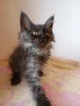 Maine coon kocurek