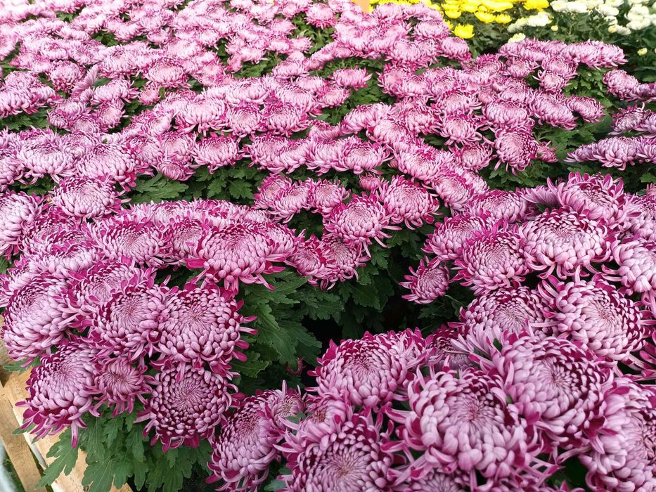 Chryzantemy sprzedaż hurtowa i detaliczna