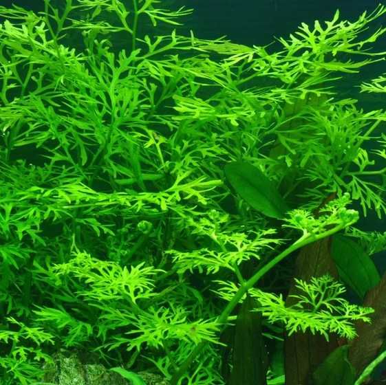 Roślina do akwarium - Ceratopteris thalicroides