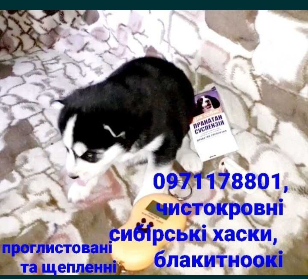 Хасята чистокровна дівчинка, та хлопчик з неймовірно гарною маскою,