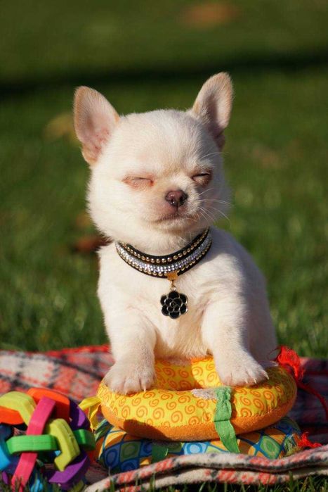 Девочки чихуашешки