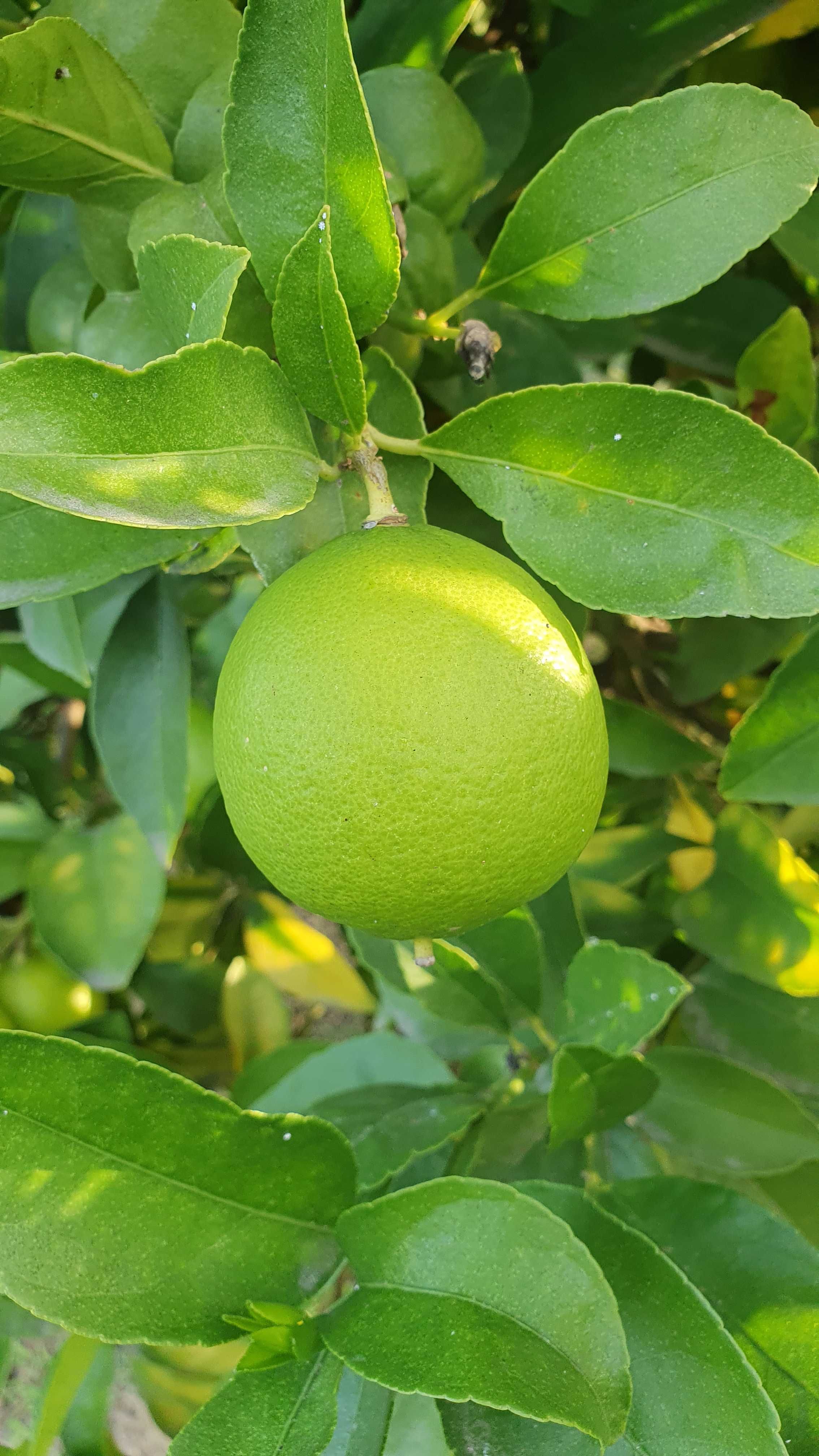 Limas (frutos/citrinos)