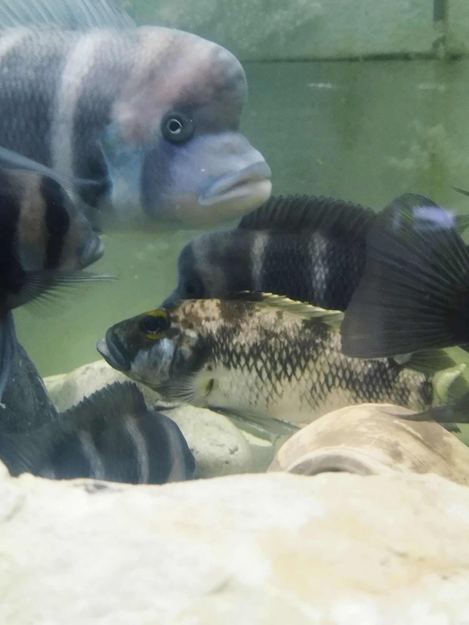 Lepidiolamprologus lemairi sibwesa f1