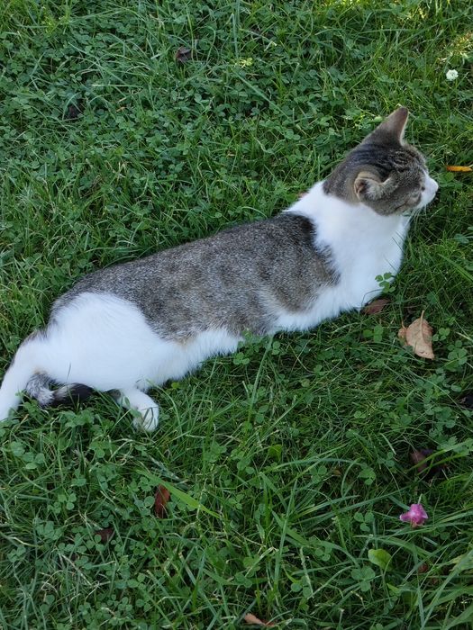 Koteczka roczna z działki