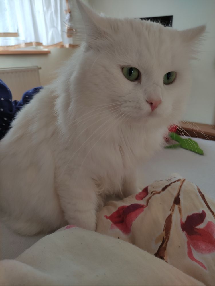 Kocurek syberyjski, kot, kotek