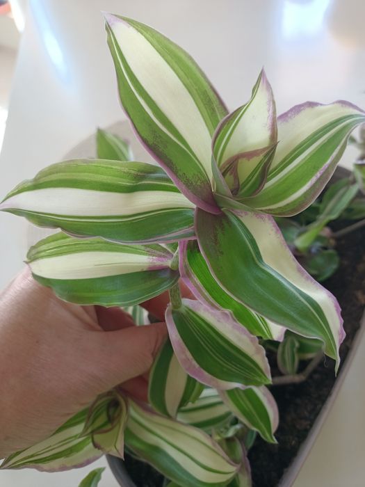 Trzykrotka kolekcjonerska Callisia variegata sosonuscensis Ogon smoka