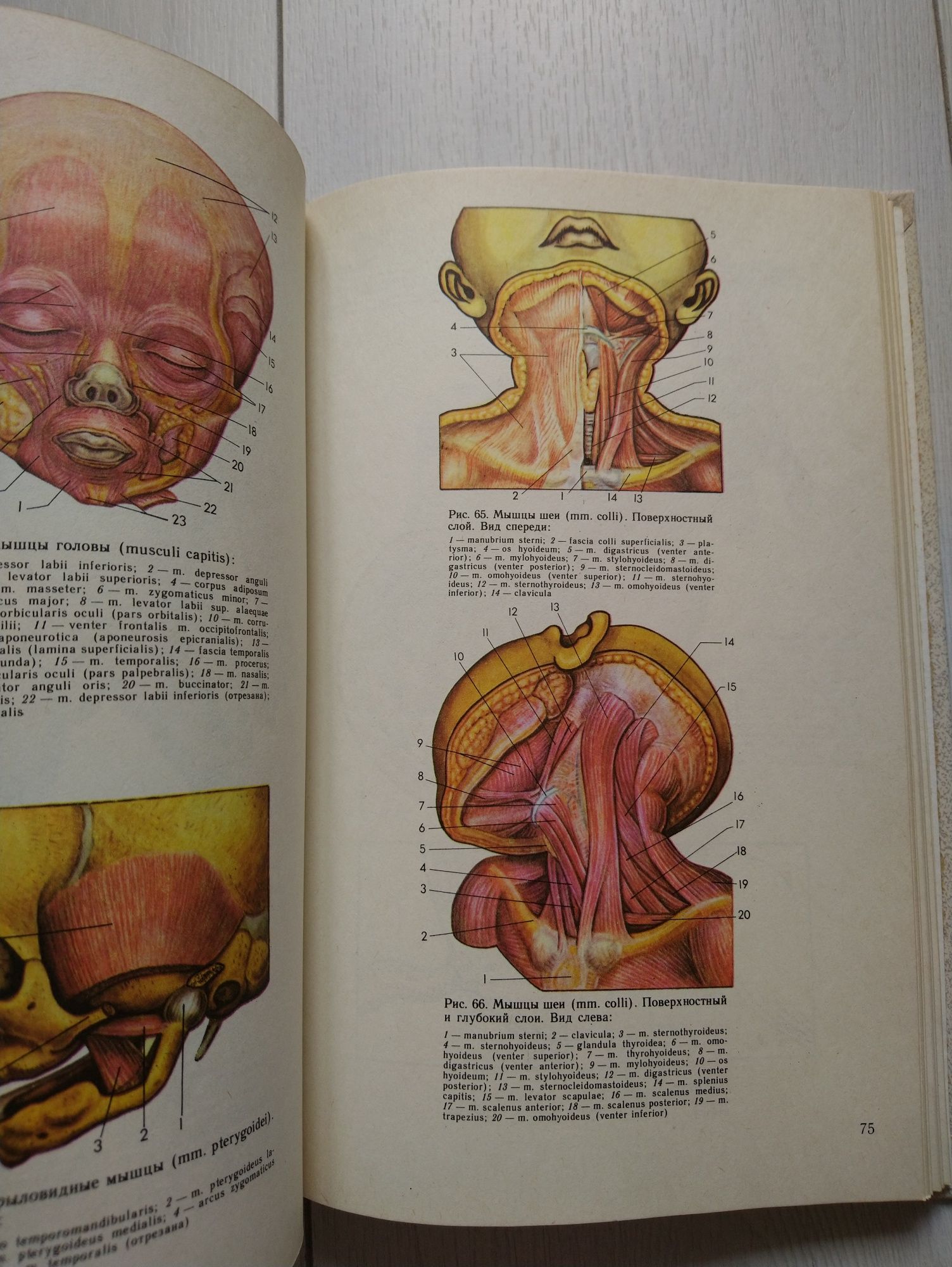 Атлас анатомии новорождённого