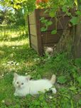 Ragdoll RAG d 04 PABLO Animalsy*PL