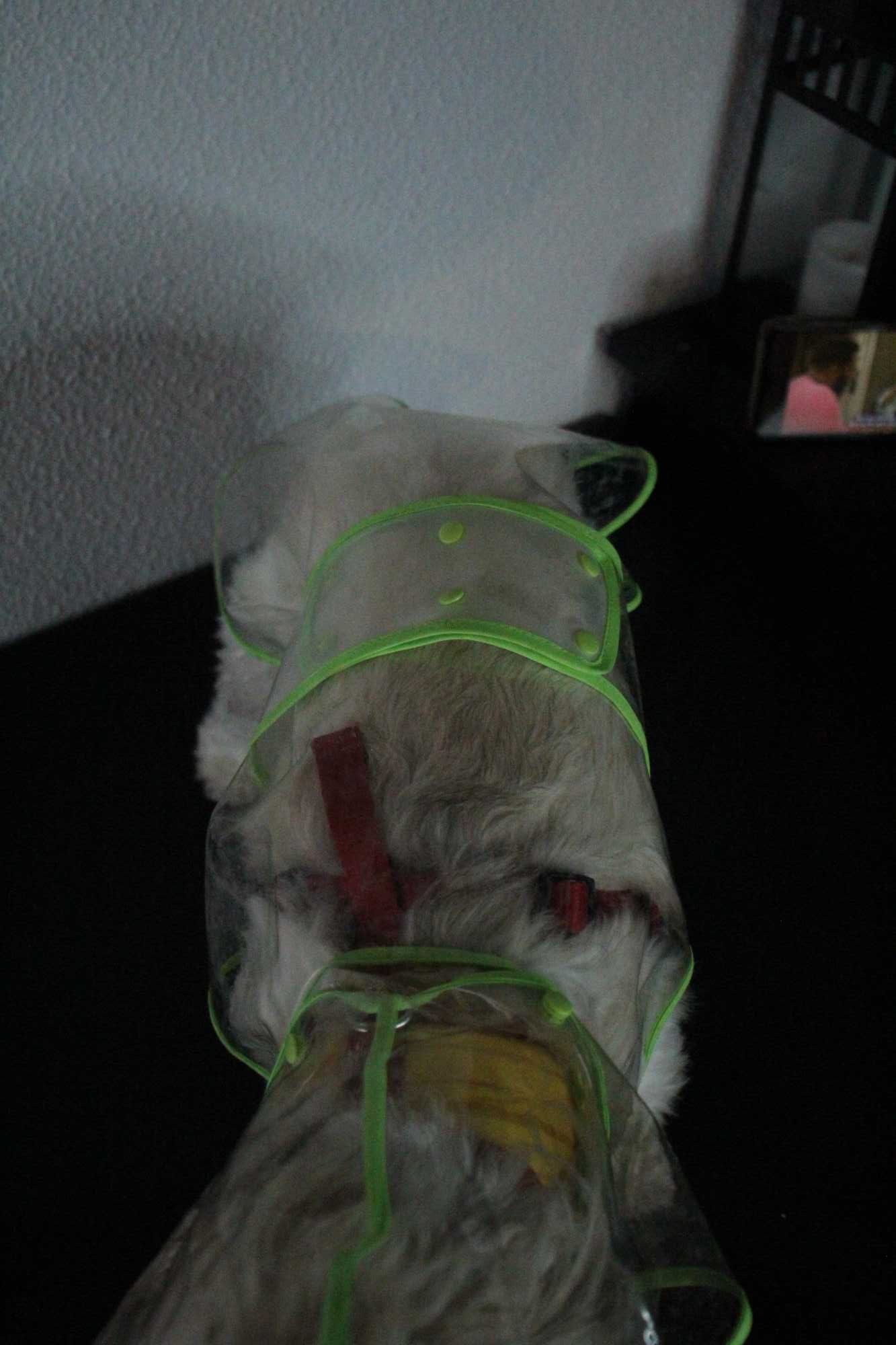 Kit para cães com 19 peças