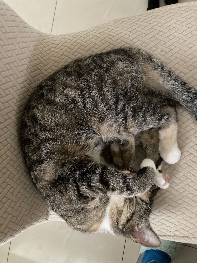 Opieka nad psem/ kotem/ petsitting