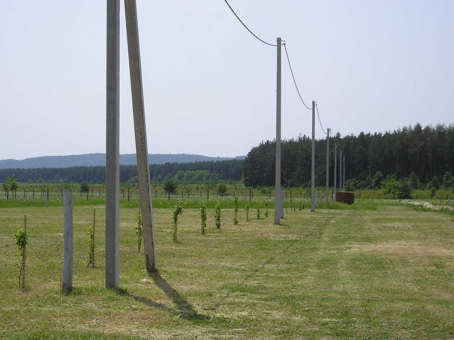 10 соток біля Дніпра та лісу з видом на Тарасову гору — 1500$