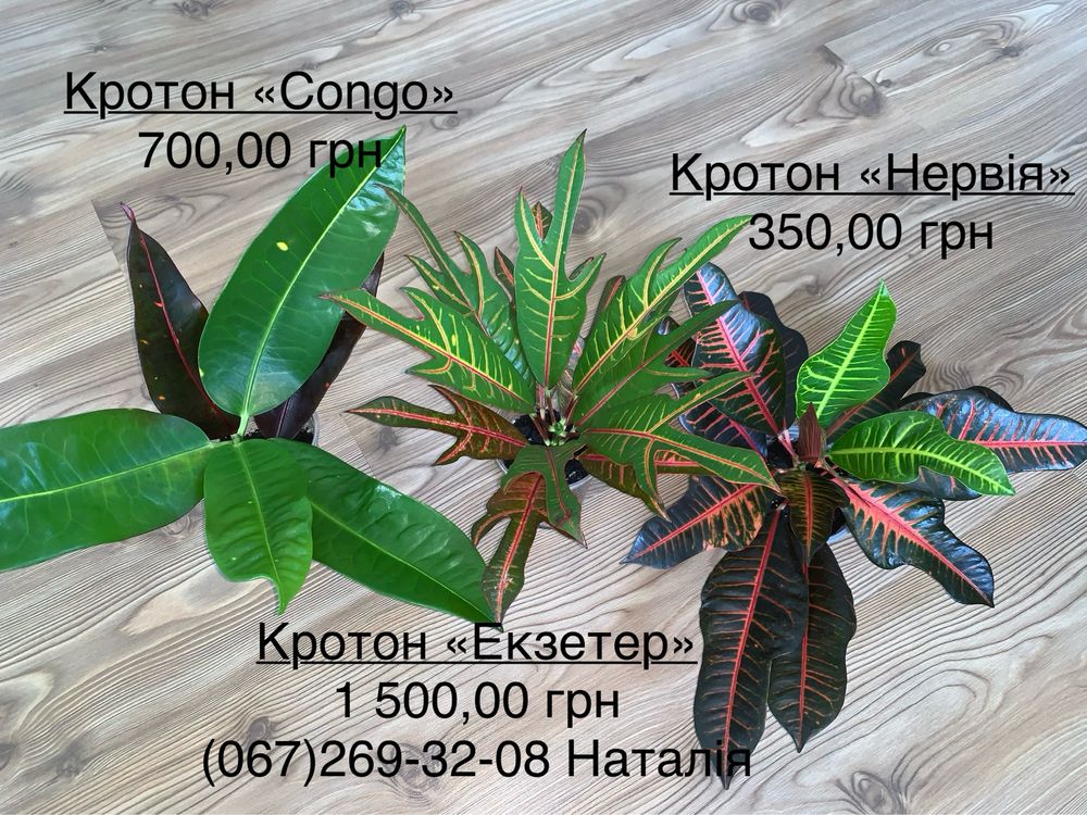 Кротони різні. Кротон