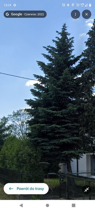 Drewno za wycinkę