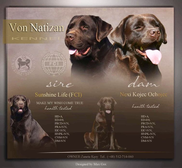 Szczenię Labrador retriever