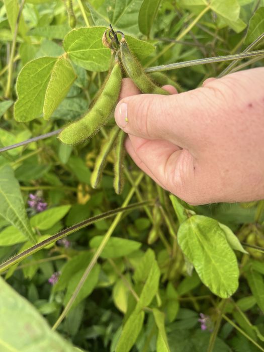 Продається соя канзас 2 репродукція