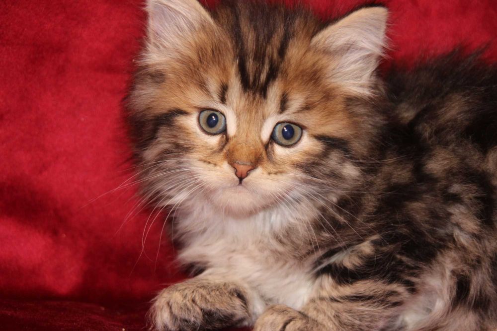 Chester kociak syberyjski z rodowodem FPL rezerwacja