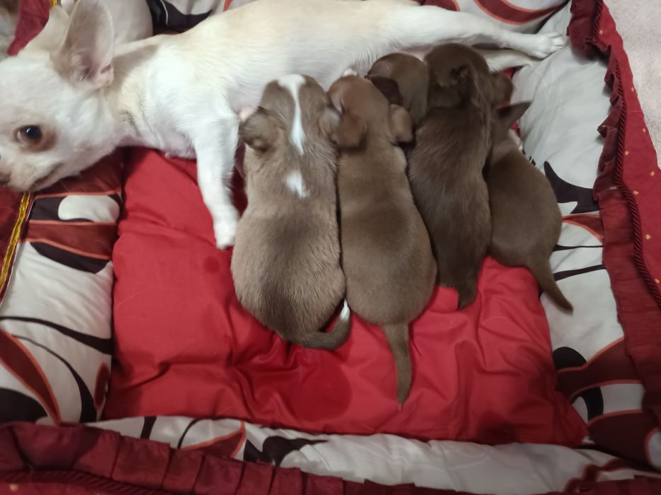 Чихуахуа лилові та шоколадні