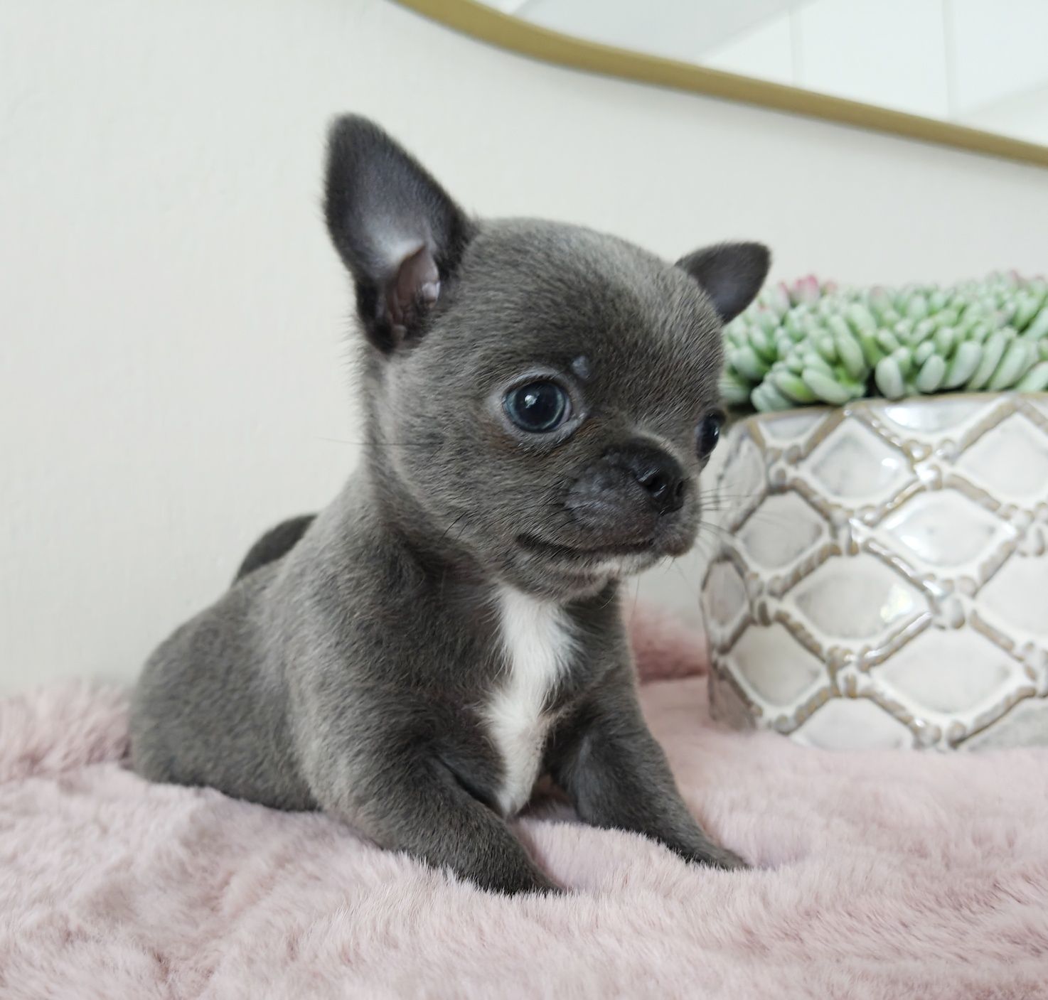 JENET gotowa do odbioru cudeńko suczka niebieska chihuahua
