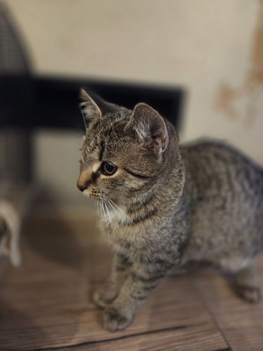 Kotki szukają rodziny