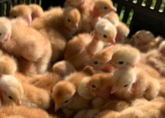 Кури,циплята, Бройлер,качки,гуси