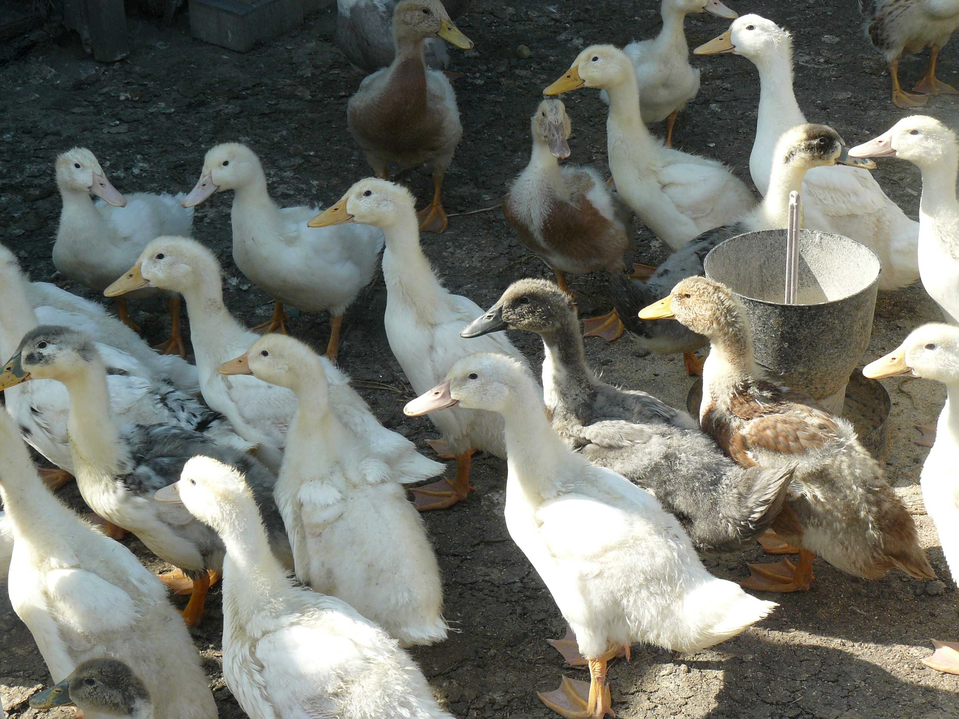 Kaczki  Pekin i mulardy.