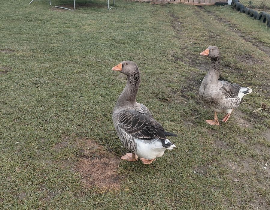Sprzedam dwie gęsi 350 zł sztuka