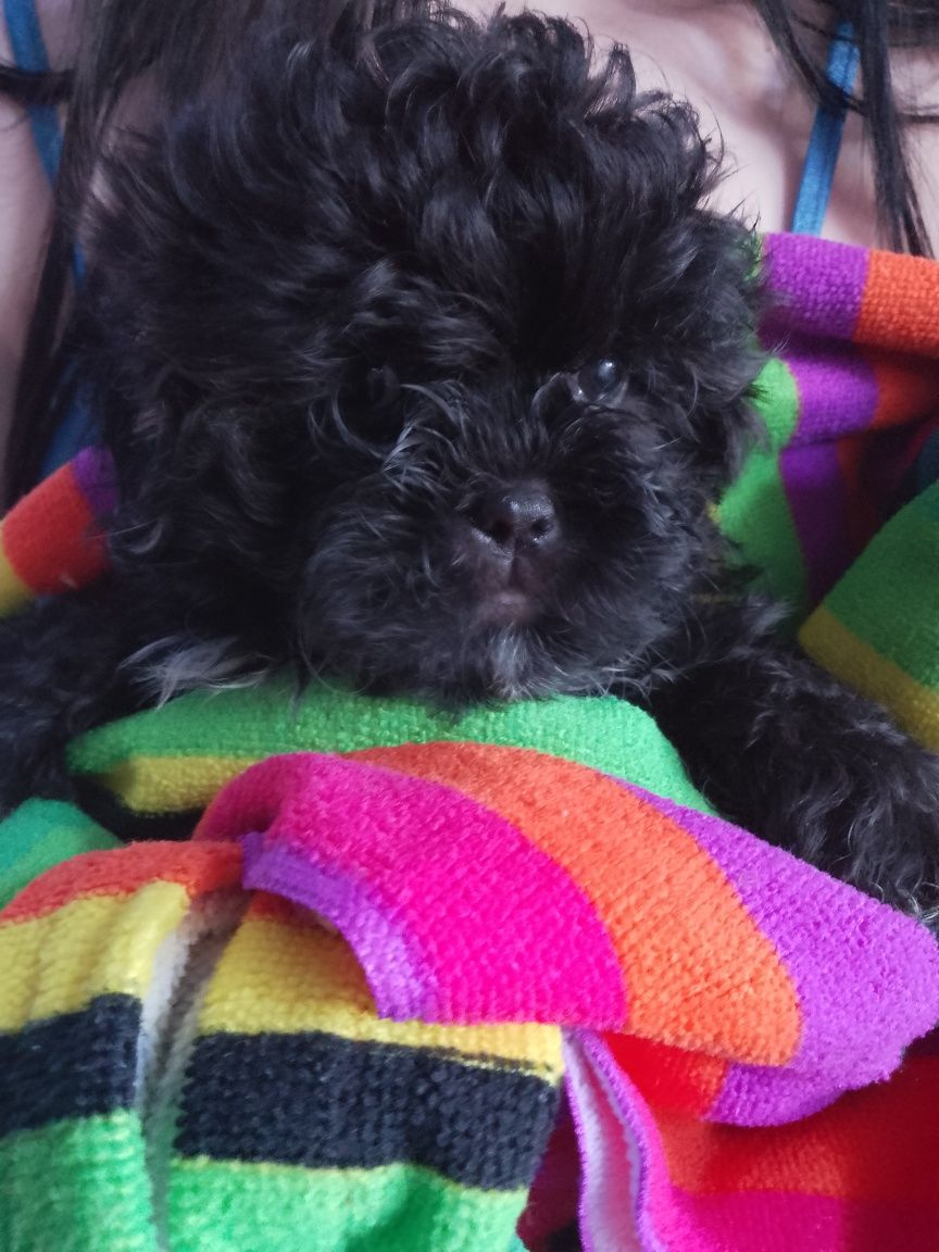 Piesek Shihpoo Shihtzu Pudel Toy