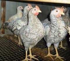 яйце на інкубацію Бірківської барвистої