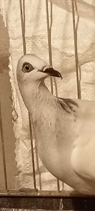 Srebrniak samica 2020 rok