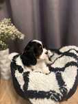 Cavalier King Charlies spaniel