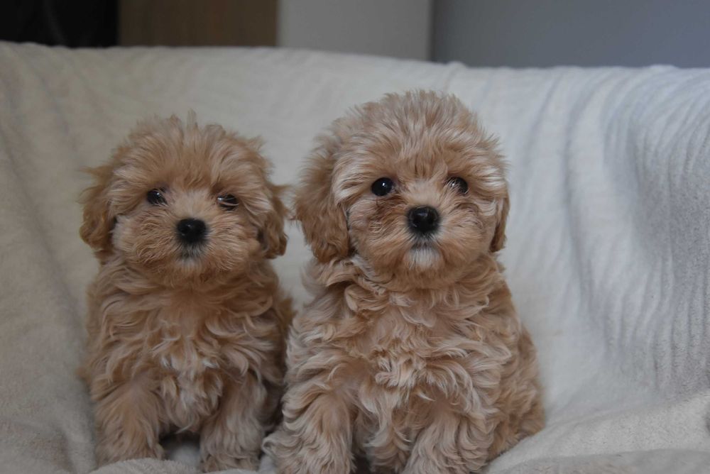 maltipoo śliczny maluszek