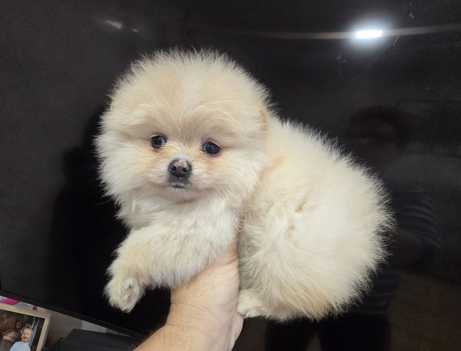 Sunia Szpic miniaturowy pomeranian