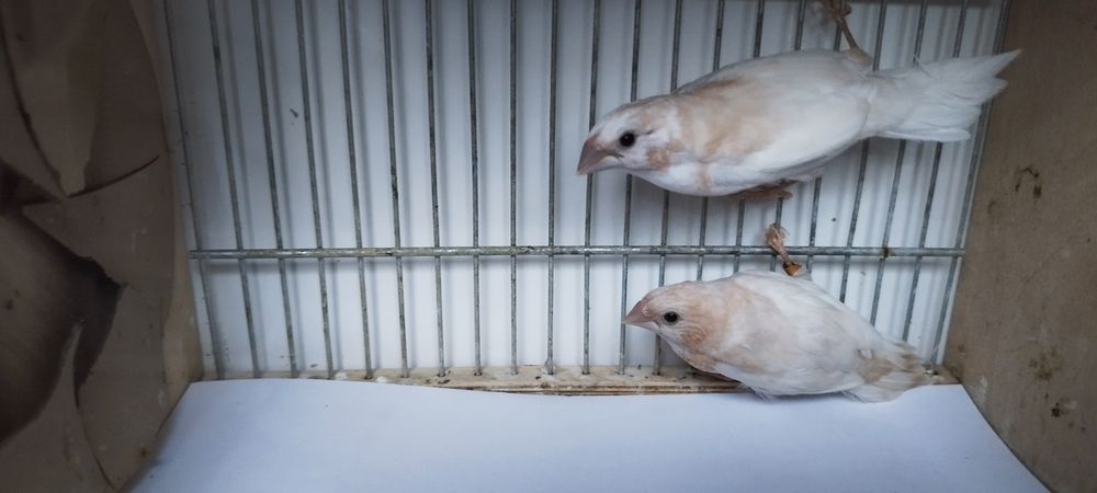 Ładna młoda parka mewek japońskich.