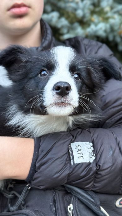 Suczka szczeniak Owczarek Border Collie rasowa