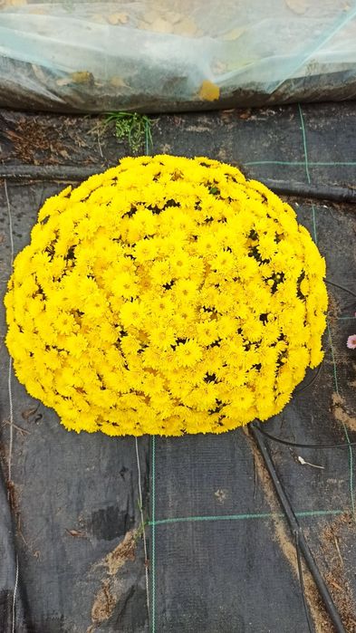 Sprzedam chryzantemy