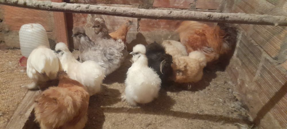 Vendo sedosas do Japão