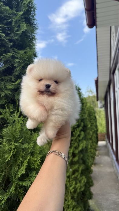 Хлопчик Ведмедик шпиць