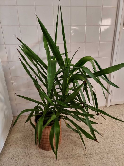 Planta natural Yucca