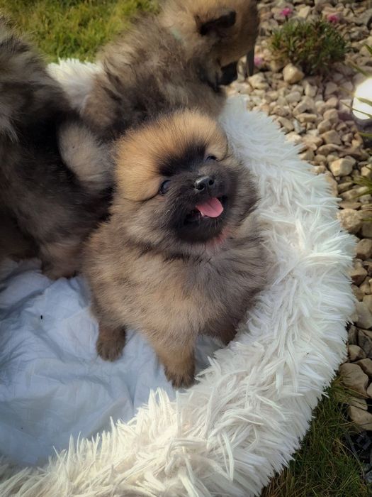 Szpic miniaturowy Pomeranian